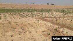 په خان اباد کې د انجې کرونده