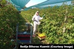 Ovog leta je sedma godina zaredom kako Sadija Bihorac Kuzmić odlazi u Arilje u zapadoj Srbiji da bere maline.