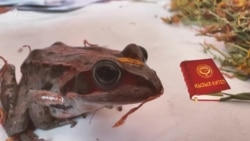 Кырылган кызыл колтук бака 