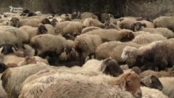 Fermer təsərrüfatları ard-arda bağlanır...