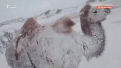 "Түйе қарға көміліп қалыпты". Шыңжаңда қар қалың түсіп, мал-жан қиындық көріп жатыр.  