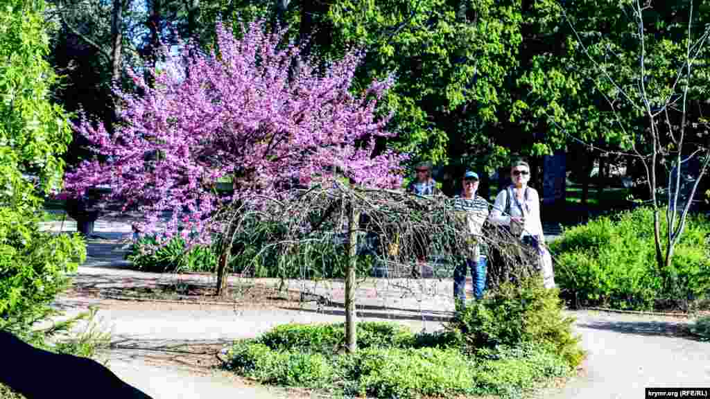 Ще одна визначна пам'ятка саду &ndash; квітуча сакура