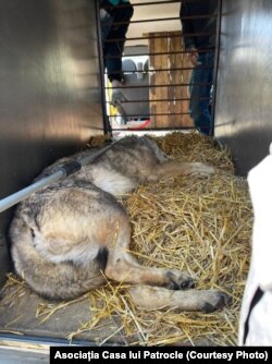 Alături de leul Simba, Asociația Casa lui Patrocle a mai salvat un lup pe nume Akelei. Animalul ar urma să fie preluat de sanctuarul din Zărnești, România.