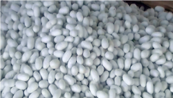 Lebap: Pile önümçiliginden ýüz öwren daýhanlara kärende ýerleriniň elinden alynjakdygy barada haýbat atylýar