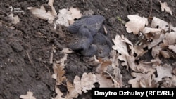 Шапка на місці розстрілу одного із полонених, яку через два тижні можна було ще знайти на місці страти