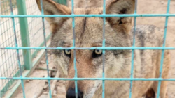 Diňle: Aw tüpeňleriniň 'alynmagy' ilaty ýyrtyjylaryň öňünde goragsyz goýýar