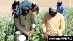 تصویر آرشیف: جریان برداشت حاصل از کشتزار های کوکنار در جنوب افغانستان 