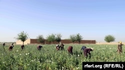 د کوکنارو يوه کرونده