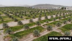 نخلستان خرما در ولایت نیمروز