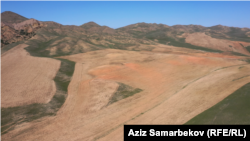 Территория пастбища, засеянного ферулой.