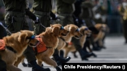 Чилийские военные полицейские и их служебные собаки на параде. Сантьяго, 2022 год