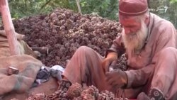 شمالي وزیرستان کې سږ کال کم زڼغوځي شوي دي