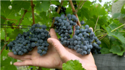 Vinificatorul care scrie poezii