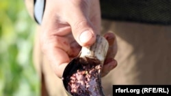  تصویر آرشیف: تریاک بدست آمده از مزارع در افغانستان 