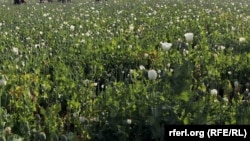 ارشیف: په کندهار کې د کوکنارو کروندې