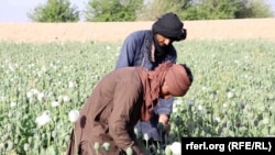 با آنکه طالبان میگویند از کشت کوکنار جلوگیری کرده اند اما گزارش های زیادی وجود دارد که هنوز هم در برخی از مناطق کوکنار کشت میشود و بازار های فروش تریاک نیزدر افغانستان گرم است