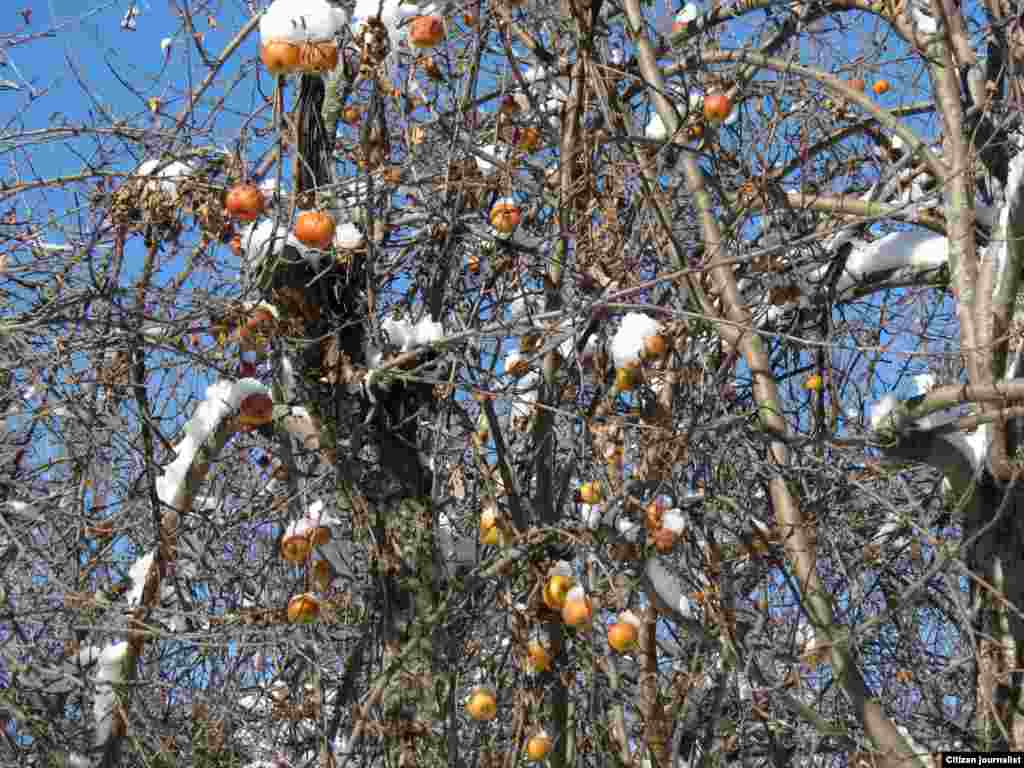 Карда калган алмалар.                