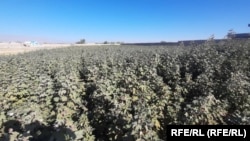 کشت پنبه در ولایت فراه