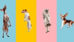 Тест: Хайуандар