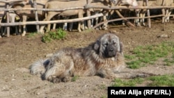 Një qen i Sharrit duke ruajtur një kope dhensh. 