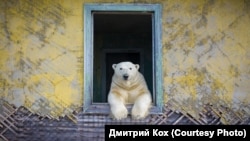 Белый медведь, остров Колючин, Чукотка