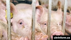 Russia has seen outbreaks of swine fever in some regions.