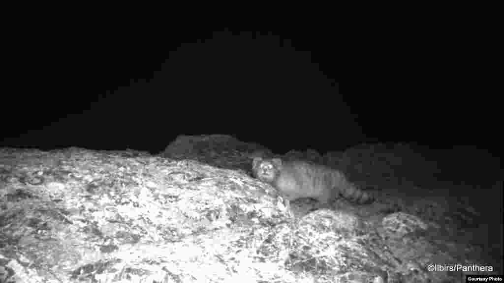 Манул жапайы мышыгы