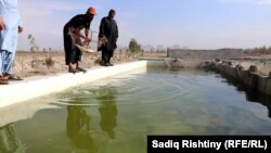 په کندهار کې د کبانو د توليد ۳۴۸ فارمونو فعاليت درولی