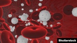 Кызыл жана ак кан клеткалары.