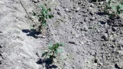 Bugdaýa ideg işleri: Ekerançylyk suwlarynyň ýetmezçiligi kadaly gögerişe böwet bolýar