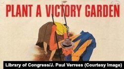 «Піклуйся про свою грядку, плекай сад Перемоги». Американський постер часів Другої світової війни