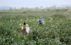 Turkmen law bans children from forced labor, but rights activists say that the authorities often cancel classes during the harvest season and order minors to pick cotton.