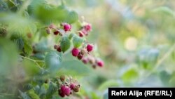 Vetëm në gjashtëmujorin e parë të vitit 2022, Kosova ka eksportuar rreth 111 tonë mjedra në vlerë prej rreth 617 mijë eurosh.