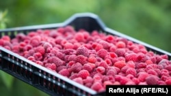 Mjedrat e kultivuara në rajonin e Prizrenit. 