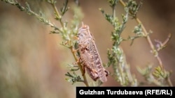 Иллюстрациялык сүрөт.