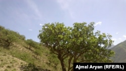 جنگل پسته کندز