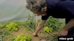 Shpresa Meta duke punuar në serrën e saj.