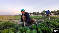 Un câmp de salată în nordul Iranului. Agricultura trebuie să asigure consumul intern al țării izolate internațional, dar consumă la rândul ei multă apă.