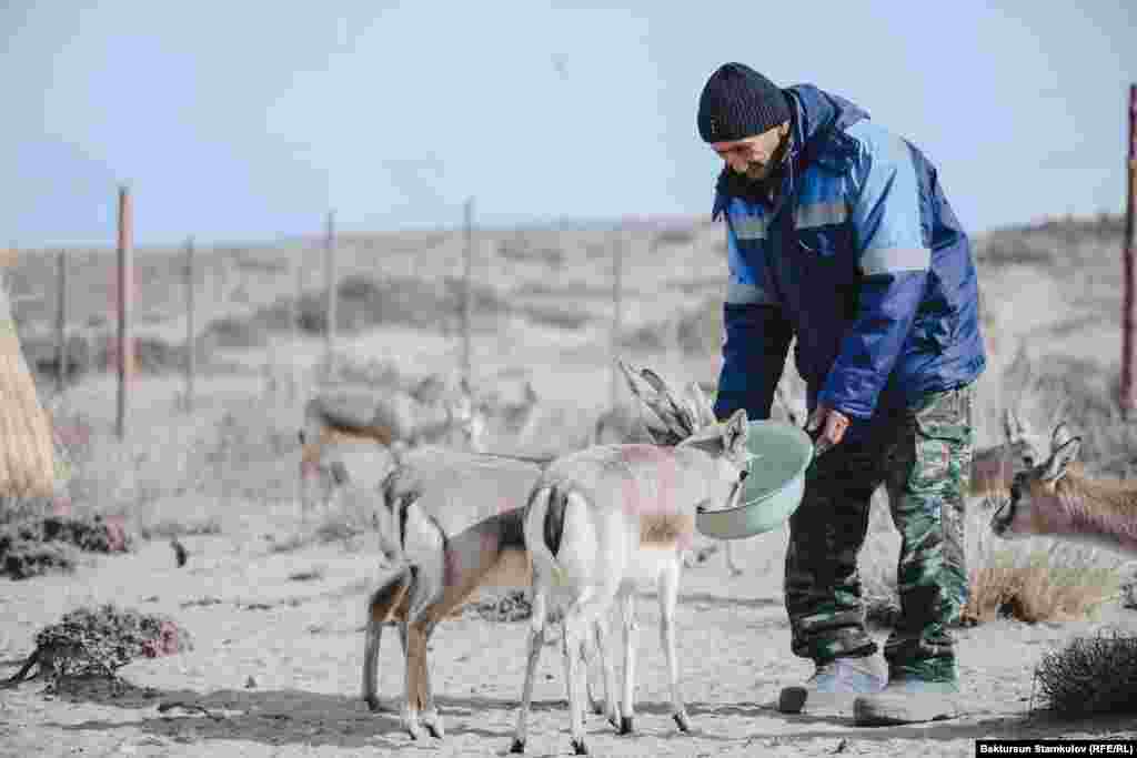 Джейраны крайне чуткие и потому осторожные животные. При малейшей опасности они бросаются в бегство, развивая скорость до 62 км/ч. Но такой темп они выдерживают лишь несколько минут.
