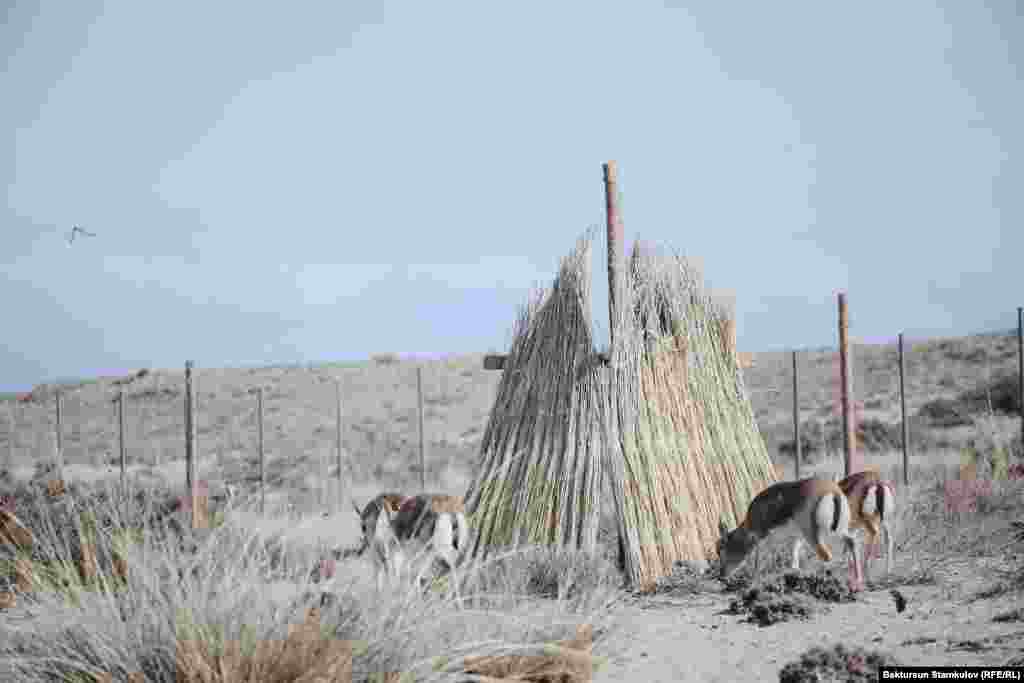 Договор по приобретению джейранов у Узбекистана подписан в сентябре 2021 года.