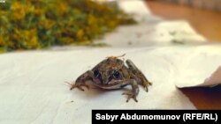 Центральноазиатская лягушка (Rana asiatica Bedriaga).