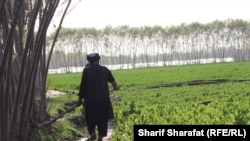 دهقانان شکایت دارند که کمک به کشت بدیل در اختیار آنان قرار داده نشده است.