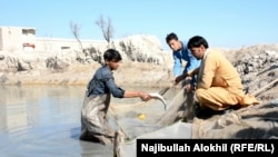 د ماهيانو د ساتنې يو ډنډ، ارشيف