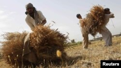 عکس: ولایت ننگرهار٬ شماری از دهقانان سرگرم جمعآوری حاصلات گندم هستند. 