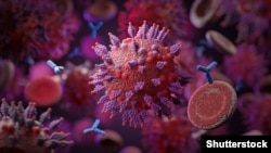 Коронавирустун "омикрон" түрү.