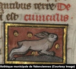 Сярэднявечны заяц