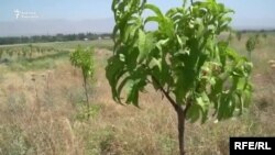 Иллюстрациялык сүрөт. 