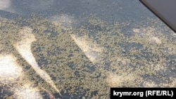 Координатор санкційної політики США зазначив, що Україна експортувала за останні шість-вісім місяців майже 60 млн тонн зерна