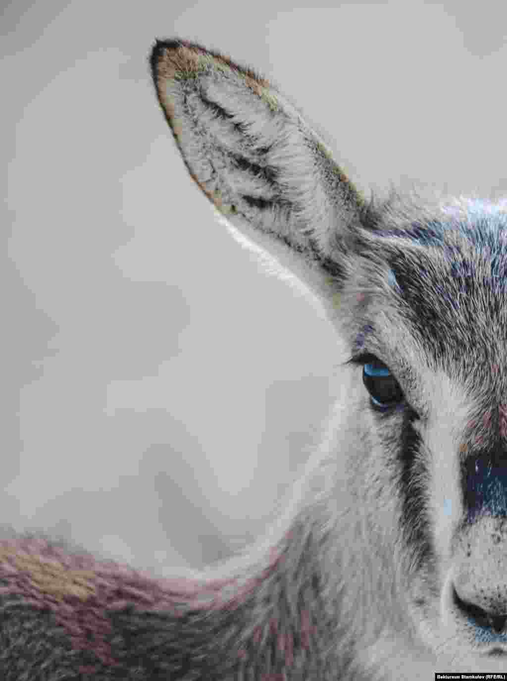 В неволе джейран быстро приручается и хорошо размножается, но живет недолго.&nbsp;