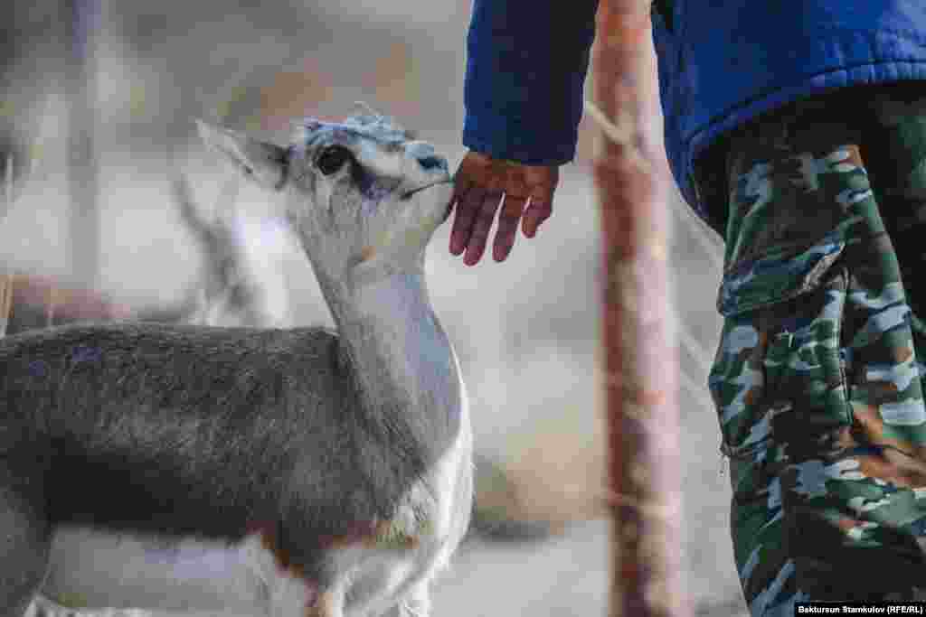 Когда популяция достигнет необходимой численности, джейранов выпустят в дикую природу.